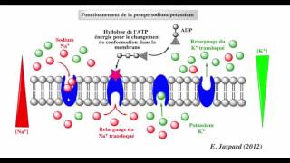 فيديو جديد و مميز  النقل النشيط le transport actif الجزء الاول [upl. by Attenauqa903]