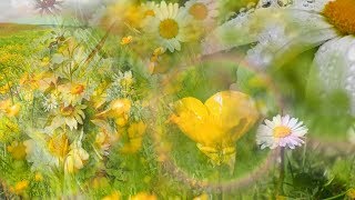 Buttercups and Daisies by Rebecca Tripp Remastered [upl. by Nonnad]