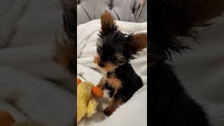 Yorkie Puppy Reacts to Sounds [upl. by Dnaletak]