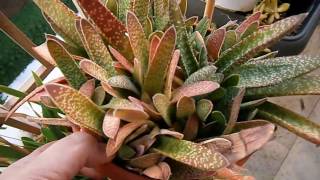 My Gasteria full of Mealybugs What i did [upl. by Glogau547]