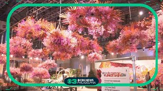 Philadelphia Flower Show has the Pennsylvania Convention Center bursting with color [upl. by Fihsak]