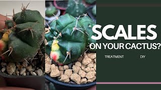 ENG SUB How to Treat Scales on Your Cactus  DIY  Plant With Me [upl. by Hsoj]