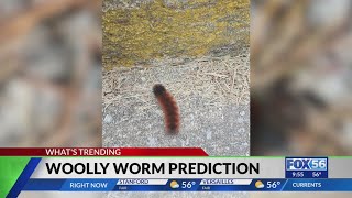 Unpacking the legend of the woolly worm What do they say about Kentuckys winter this year [upl. by Zeitler]