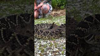 Giant Rattlesnake South Florida [upl. by Pascale]