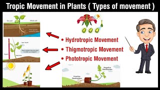 Tropic movement in plants  hydrotropism  chemotropism  phorotropism  geotropism in Hindi [upl. by Einnol]