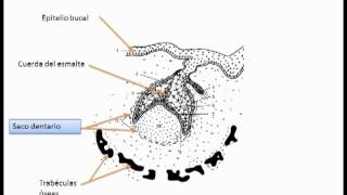 Odontogenesis  Parte 1 ® ENL [upl. by Deeraf]