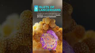 Islets of Langerhans reels shorts medicalanimation [upl. by Dibri]