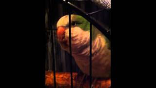 quaker parrot talking [upl. by Einahpats754]