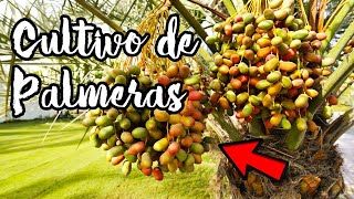 Aprende a CULTIVAR Una PALMERA y Comeras DÁTILES Gratis Toda Tu Vida 🌴🌴🌴 Guía Completa  Trucos [upl. by Loise]