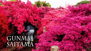 【Azalea and Wisteria blossoms】800 yearold Azalea tree 1200 yearold Wisteria treeつつじが岡公園 牛島の藤 [upl. by Lynelle]