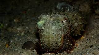 Common cuttlefish Sepia officinalis hunting [upl. by Waxman]