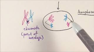 AS Biology  Meiosis OCR A Chapter 63 [upl. by Ahsatin]