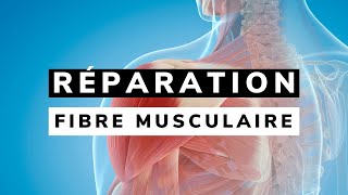 Physiologie des processus régénérateurs et réparateurs de la FIBRE MUSCULAIRE [upl. by Brennan787]