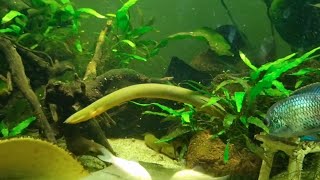 Why Should You Choose These Fish cichlid aquarium reedfish [upl. by Mosira]