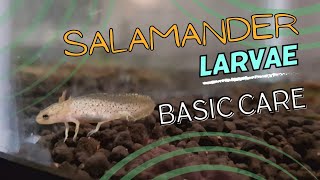 Salamander Larvae A Basic Care Guide [upl. by Aynuat]