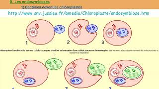 term spe 14 endosymbioses [upl. by Anomor201]