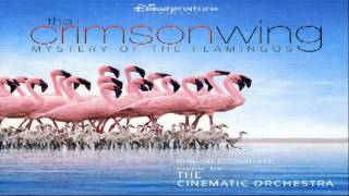 The Crimson Wing Mystery of the Flamingos  The Transformation [upl. by Dorren]