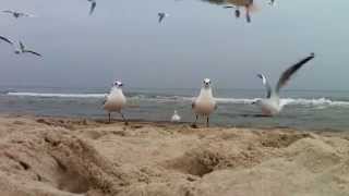 Möwenschwarm am Ostseestrand bei Zinnowitz auf Usedom [upl. by Enyalahs]