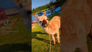 Ausflug zum Geraser Bauernmarkt am Edlersee Geras CampingEdlerseeGeras alpaca bauernmarkt urlaub [upl. by Drazze]