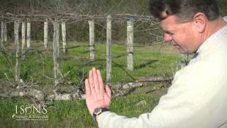 Isons Nursery How to Thin Fruiting Spurs on a Muscadine Vine Instructional [upl. by Pimbley]