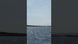 Watch the Gannets dive bomb for fish in the sea off of the Northumberland Coast at The Farne Islands [upl. by Omoj]