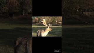 Single post deer feedershortfeeds wildlife deer babyanimals shortsvideo animals [upl. by Waldemar]