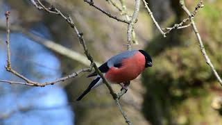 Bullfinch  Dompap Pyrrhula pyrrhula [upl. by Kyrstin262]