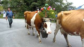 Swiss Cows with their Giant Bells Lead the Parade in Murren  Aug 2011 [upl. by Caia846]