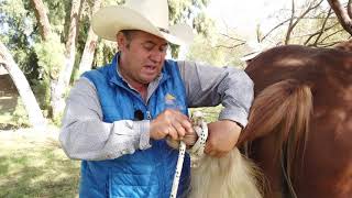 Tip o Consejo para herrar patas sin probabilidad de que el caballo tire una patada [upl. by Tailor806]