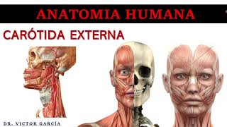 Carótida Externa  Anatomía 3D tipscirubucal  Carlos Petit Lorusso [upl. by Ognimod]