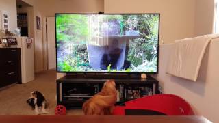 Barks at cats on screen  Cavalier King Charles Spaniel [upl. by Arten]