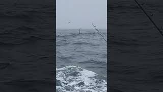 Thresher Shark Slapping the Gear Newport OR 9142022 [upl. by Ginni]