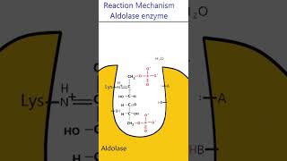 Reaction Mechanism of Aldolase glycolysis animation [upl. by Akeem]