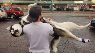 Huskies being dramatic for 10 minutes  FUNNIEST Animals Video [upl. by Hanway]