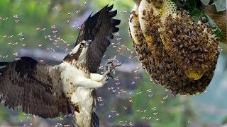 Honey Buzzards vs Hornets  Honey Buzzards hunting Hornets nest  Hunting tricks of Honey Buzzards [upl. by Leseil]