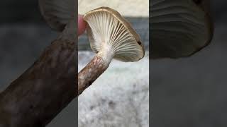 Hygrophorus personii  Conoscere i funghi Pillole di Micologia con Giacomo Jack Ispettore Micologo [upl. by Aig38]