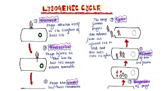 Lysogenic cycle [upl. by Clare624]