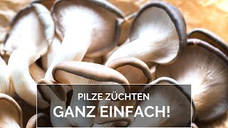 Pilze züchten ganz einfach [upl. by Altis]