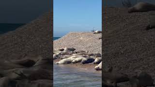 Blakeney Point Seals [upl. by Salli461]