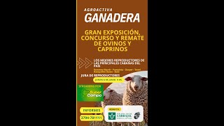 AGROACTIVA GANADERA  JURA DE REPRODUCTORES OVINOS Y CAPRINOS [upl. by Chrisman]