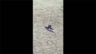 Eagle grabs the hunting cat and kills it [upl. by Yekcaj230]