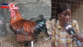 Élevage de poulet local Cette femme réussit limpossible au Sénégal [upl. by Eanaj]