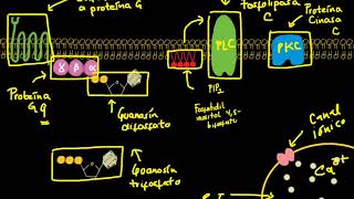 Receptor acoplado a Proteína G  Fosfolipasa C PLC Proteína Cinasa C PKC [upl. by Hakeber]