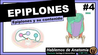 🔴 ANATOMIA👉 EPIPLONES 🟩 PERITONEO 🟪 [upl. by Curren335]