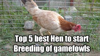 Top 5 best Hen to start Breeding of gamefowls [upl. by Euqinomahs228]