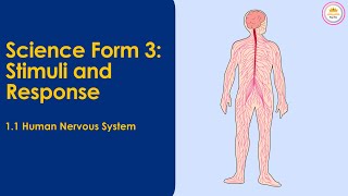 Coordinations Action StimuliReceptorsCoordinatorEffectorResponse Class 10 Biology [upl. by Dorsey]