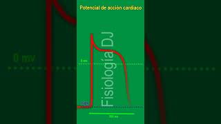 Potencial de acción cardíaco  Potencial de acción cardíaco fisiología [upl. by Tesil]