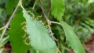 Sawfly larvae quotflippingquot [upl. by Alithia742]