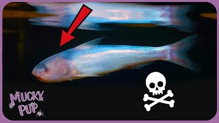 Is This the Most Terrifying Fish  The Candiru  Weird Creatures 🦎 [upl. by Rysler]