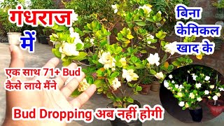 सुगंध राज Gardenia में हजारों फूल कैसे पायेंCare ampTipsSummer fertilizer for Gardeniaगंधराज [upl. by Anavlys]